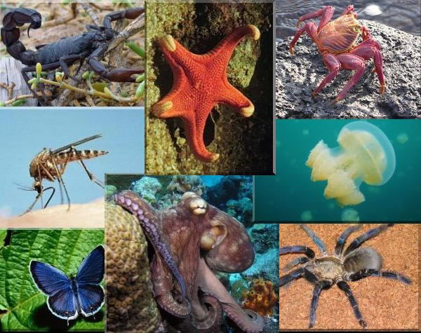 Organisme Heterotrof